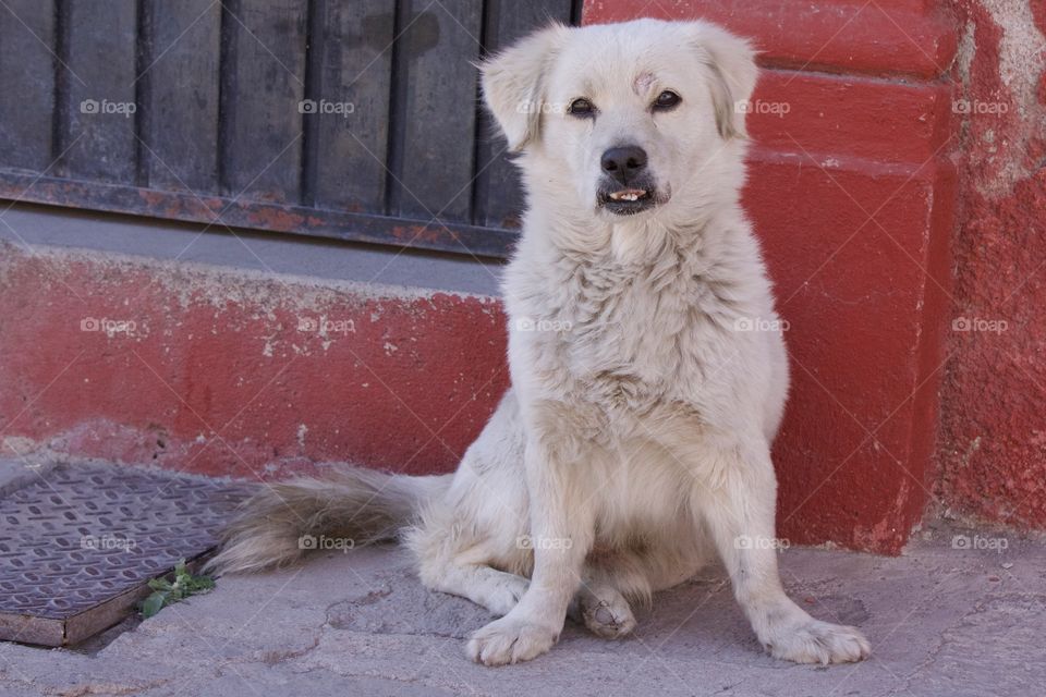 A white dog on the street in San Miguel de Allende, Mexico.