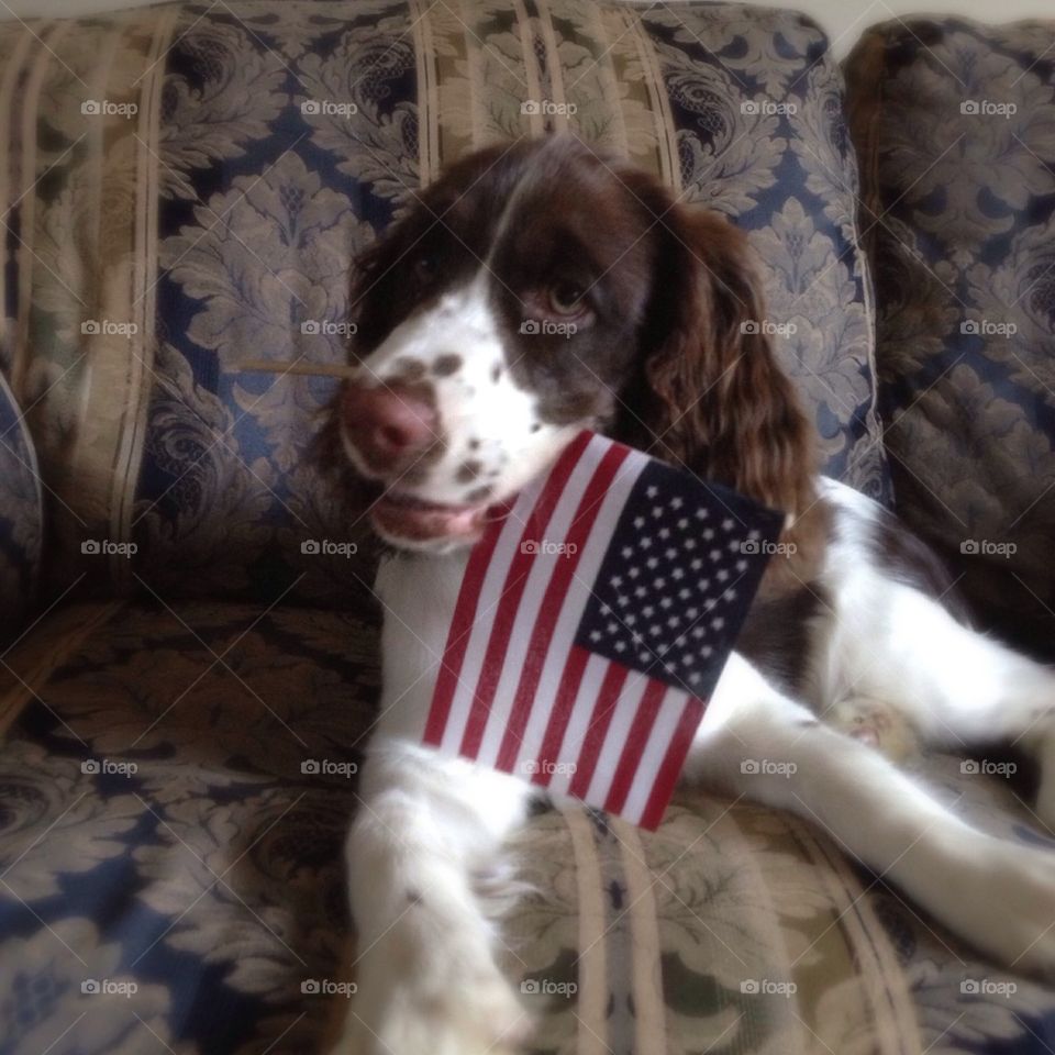 English Springer Spaniel