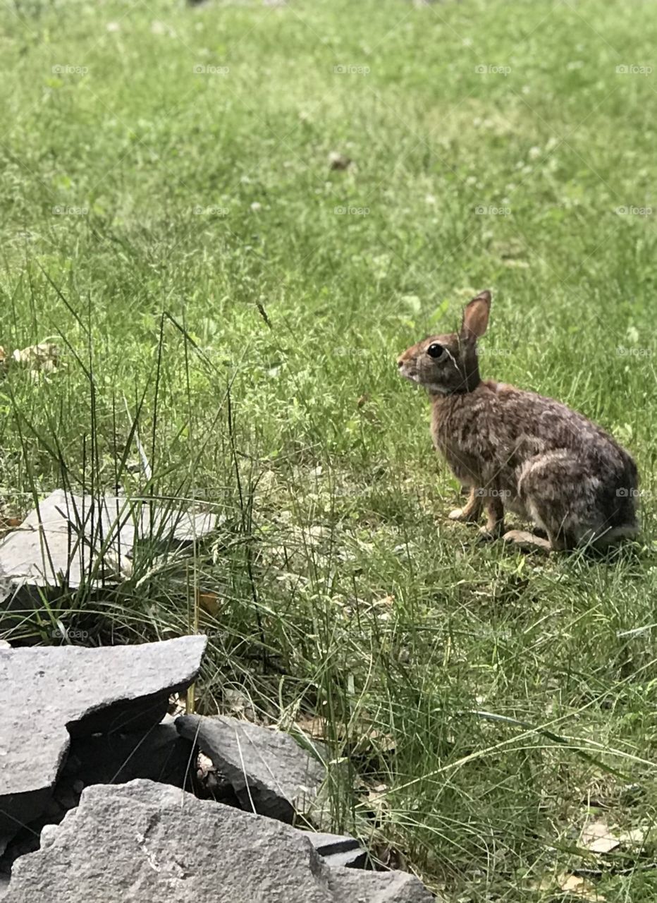 Wild Rabbit in Northeast Pennsylvania USA