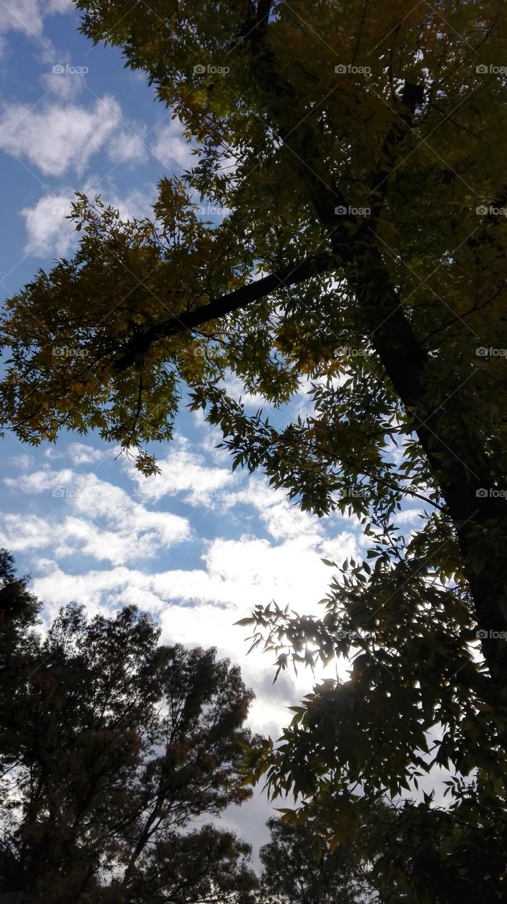 Sky, clouds, tree