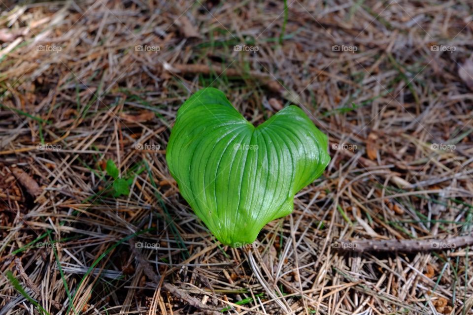 Leaves on the dry grass