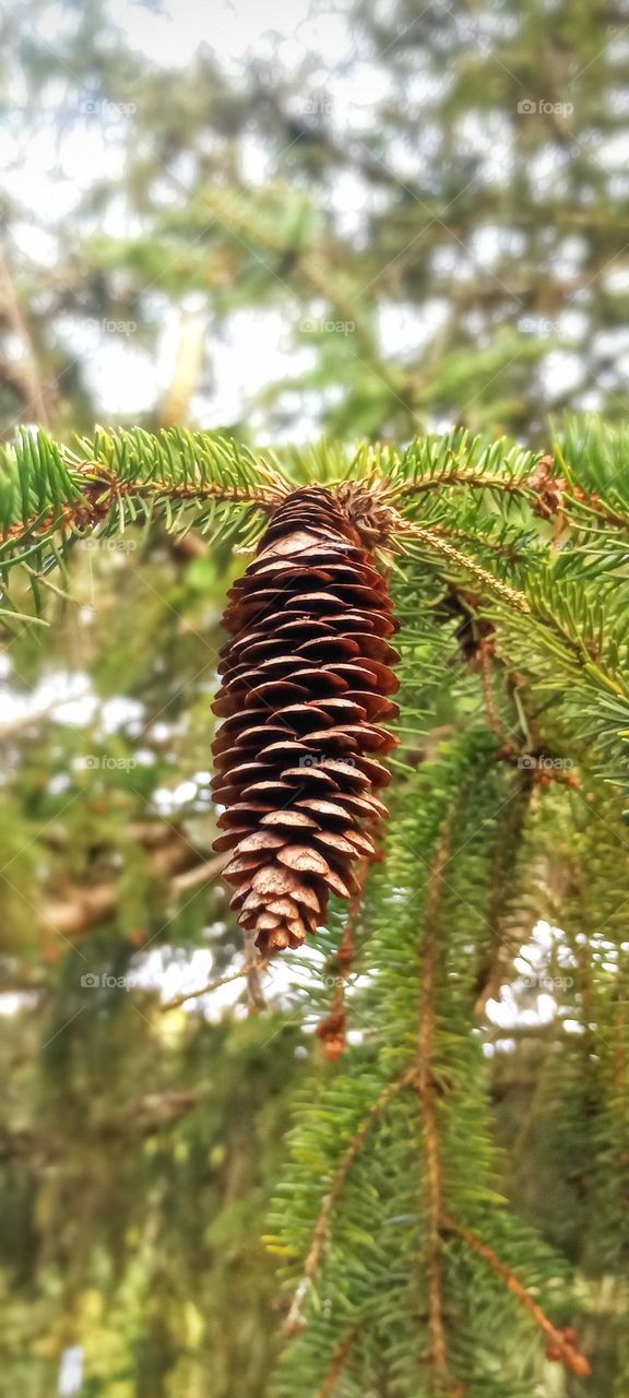 Lonely Pinecone