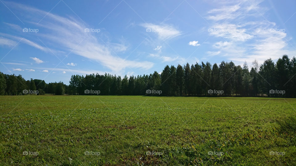 Green field and blue sky