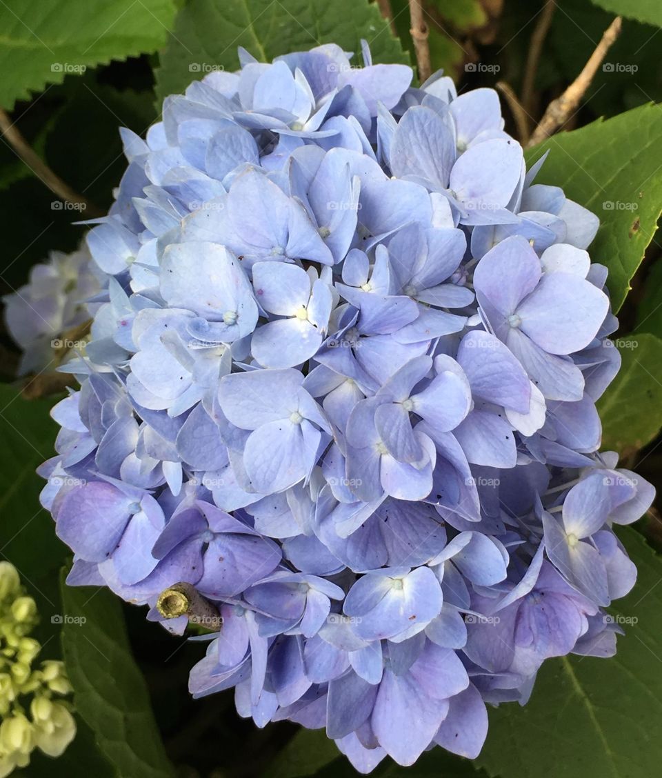 Lilac Hydrangea