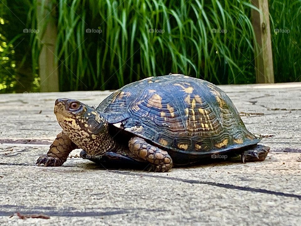 Eastern box turtle