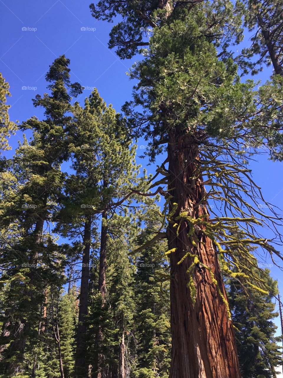 Trees in Lake Tahoe