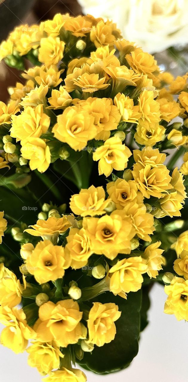 A photo showing yellow Kalanchoe flowers. Kalanchoe flower petals are bright yellow, shining and filled with vital energy. Each flower radiates warmth and positivity, creating an atmosphere of happiness and comfort.