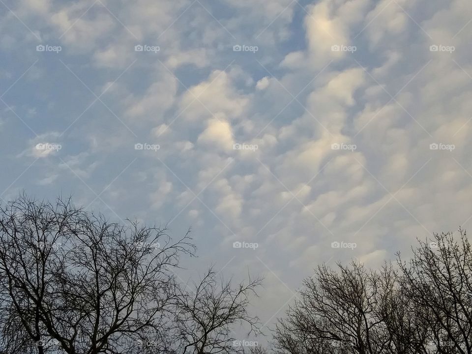 clouds above treetops