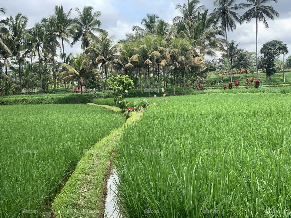 Rice farming in bali 