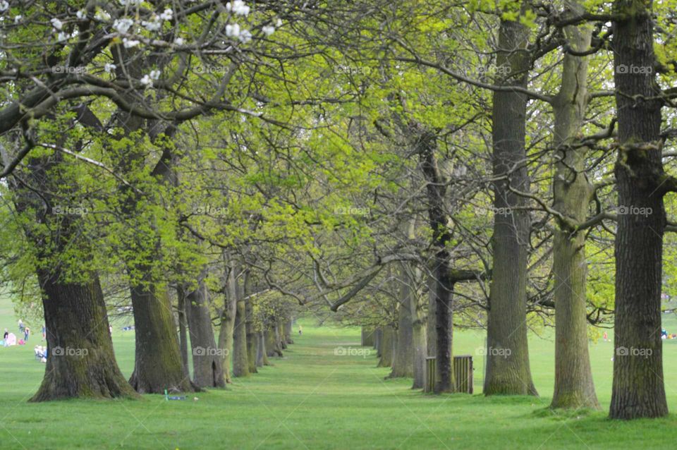 path along trees