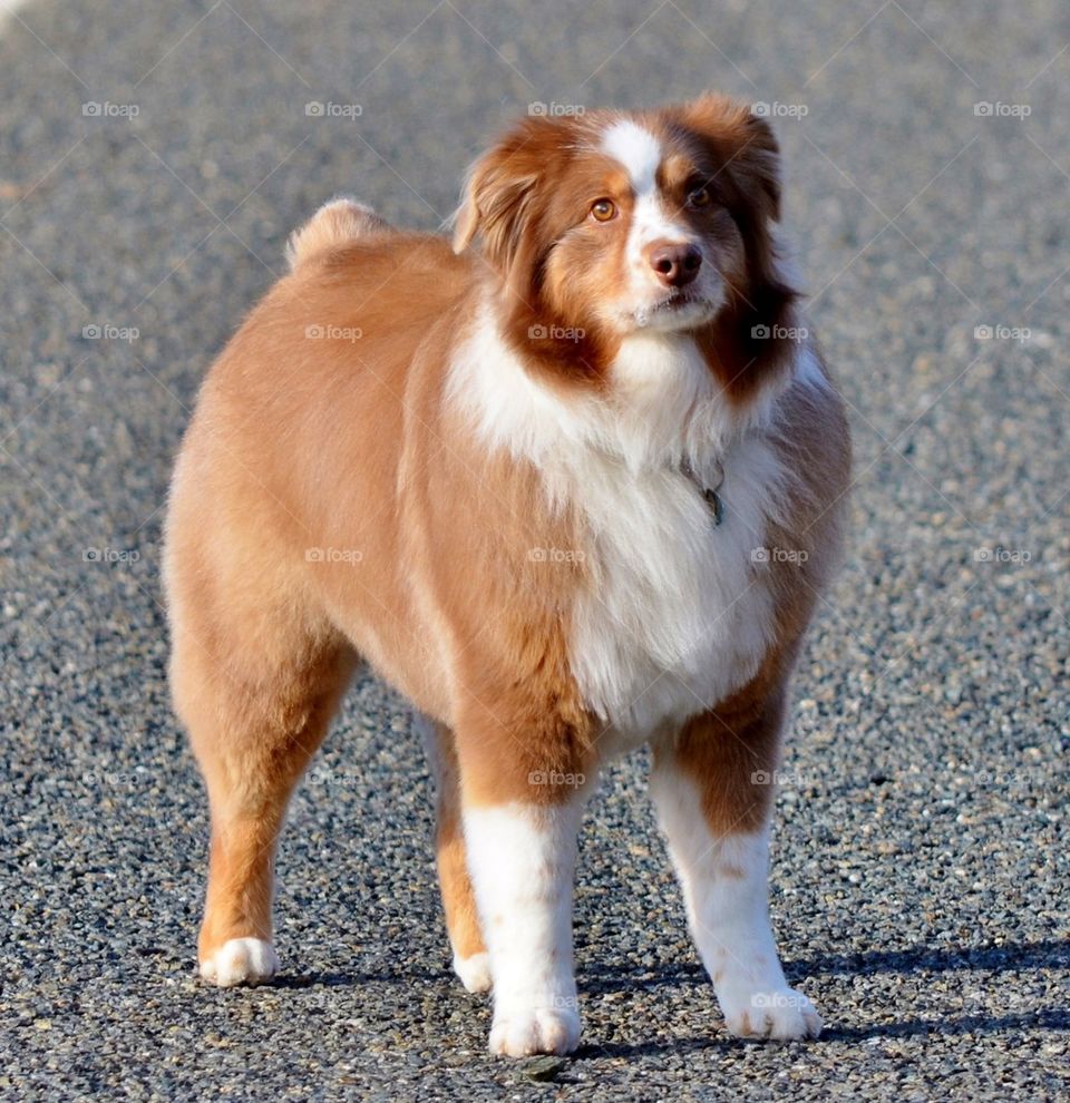 Portrait of a dog