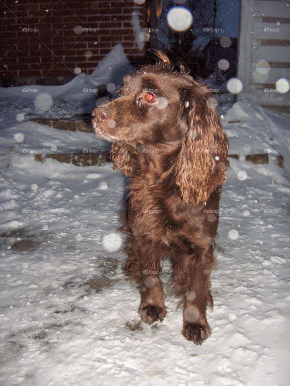 Dog in snow 