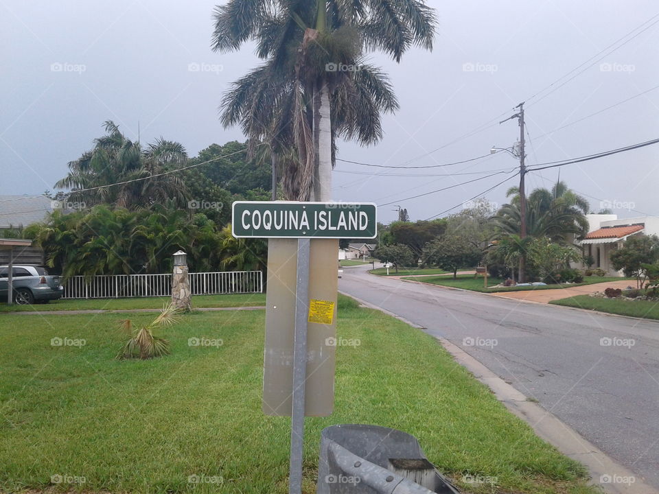 Tree, Road, Travel, No Person, Palm