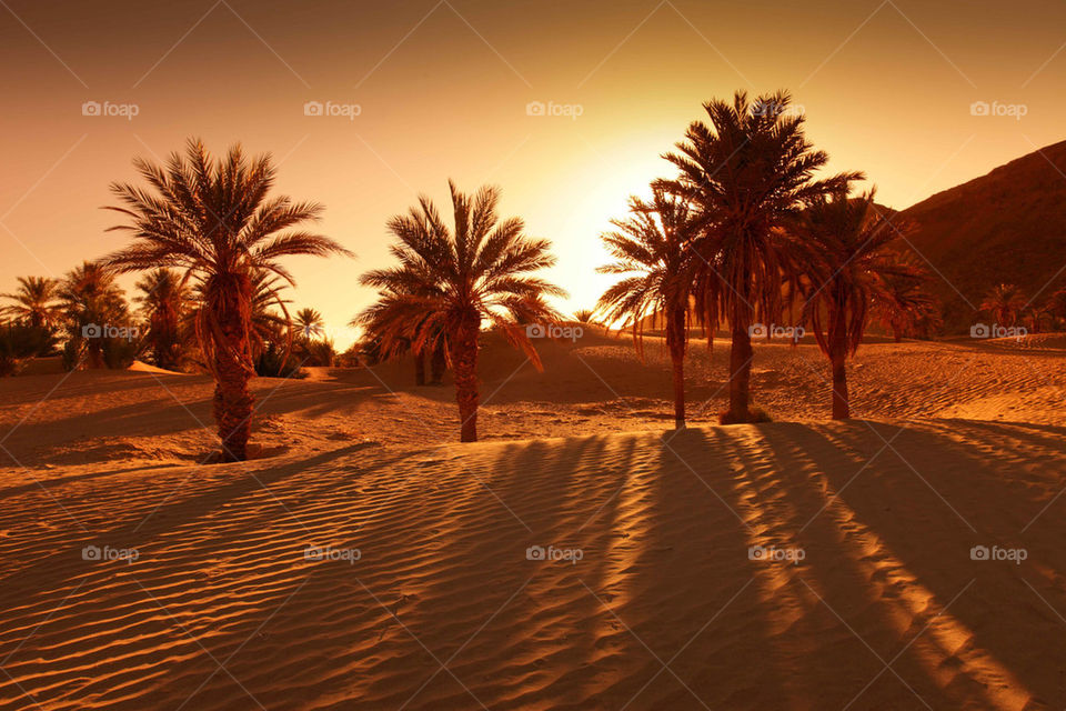 Date palms in the desert sun morocco