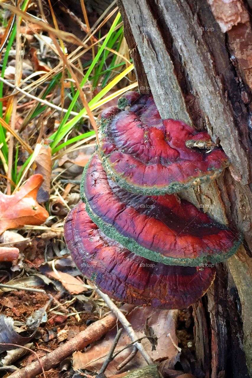 Three red mushrooms growing on the trunk of a forest willow tree.
