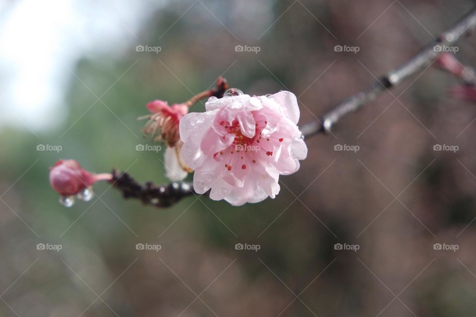 Bright happy white flower blossoming on the tree