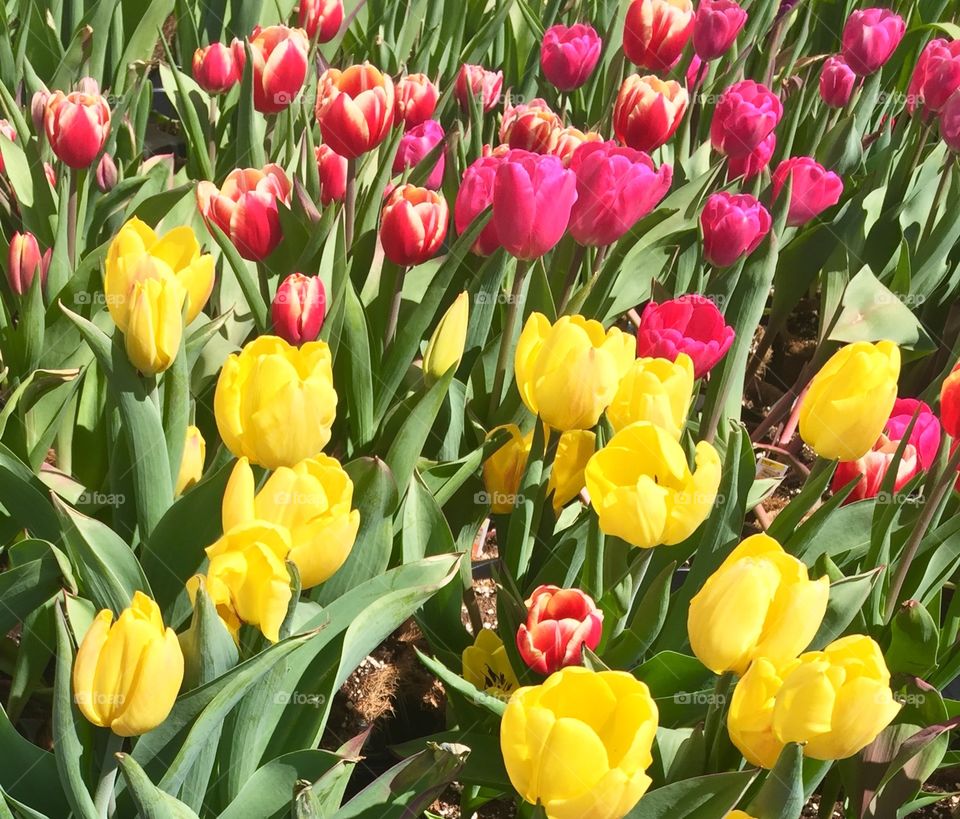 Close up tulips