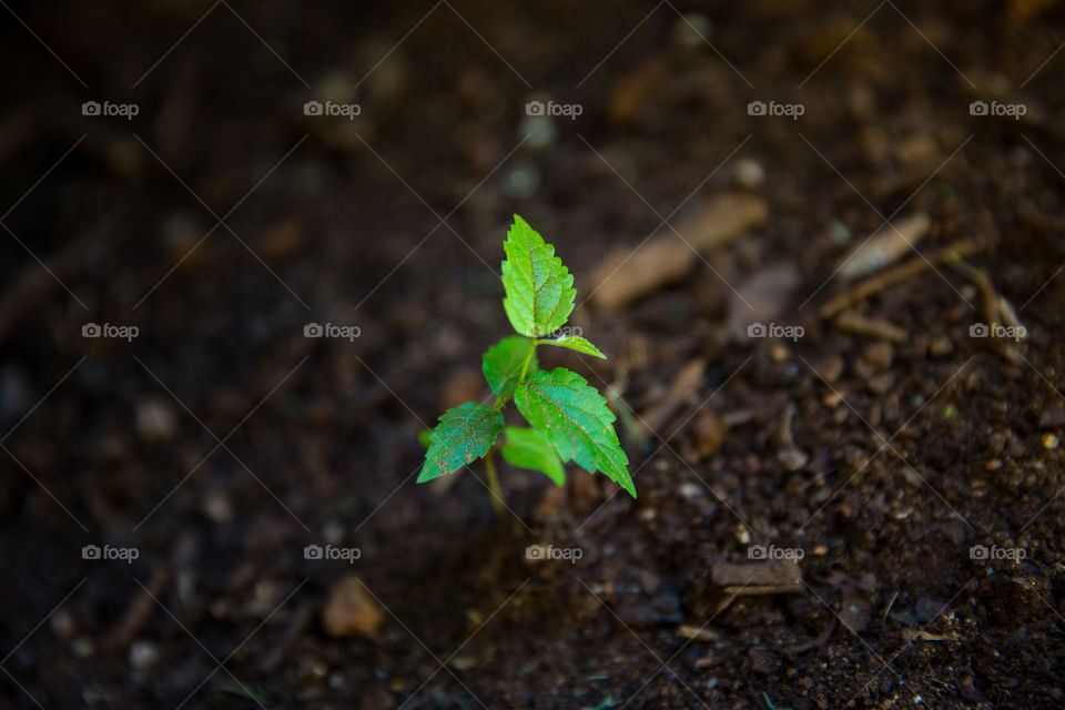 Signs of spring - new plant growing from the soil. Bright green leaves in the sunlight.