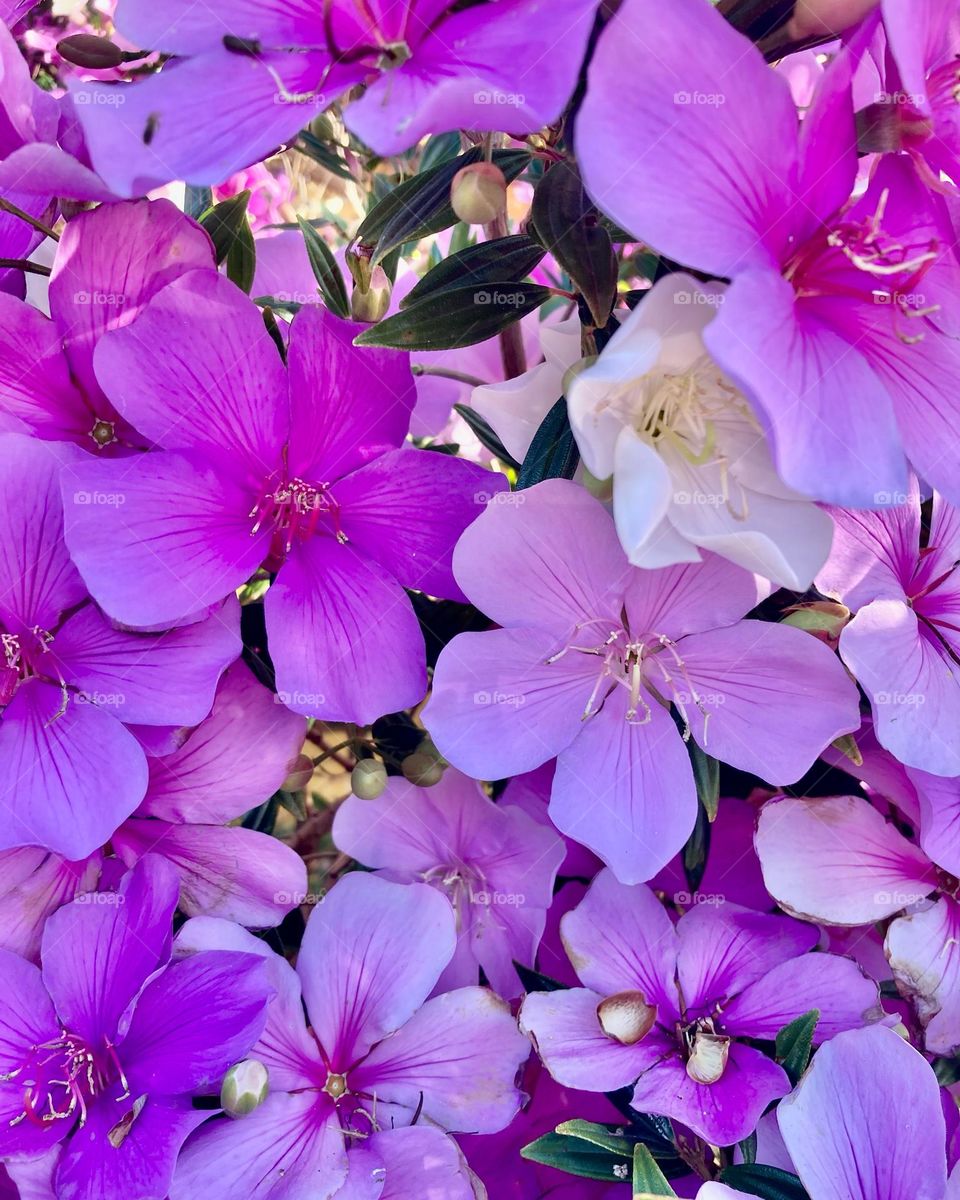 🌹 🇺🇸 Very beautiful flowers to brighten our day.  Live nature and its beauty. Did you like the delicate petals? / 🇧🇷 Flores muito bonitas para alegrar nosso dia. Viva a natureza e sua beleza. Gostaram das pétalas delicadas? 