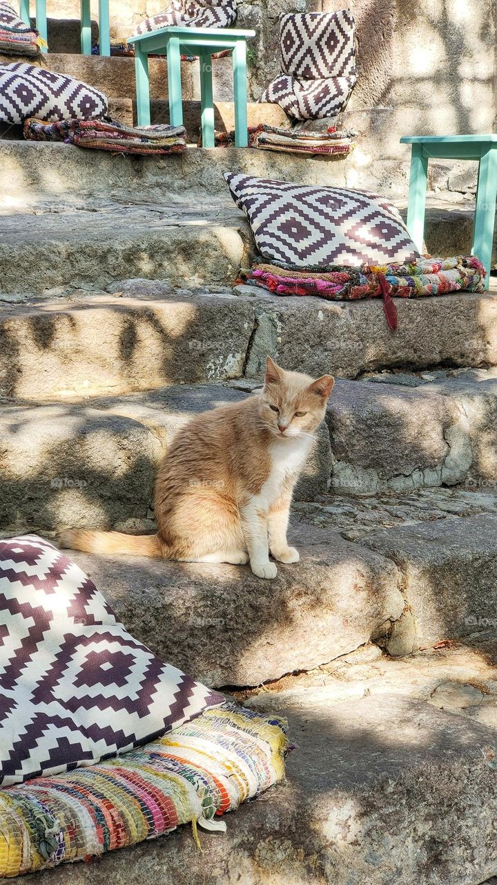A sleepy stray cat with a lovable color