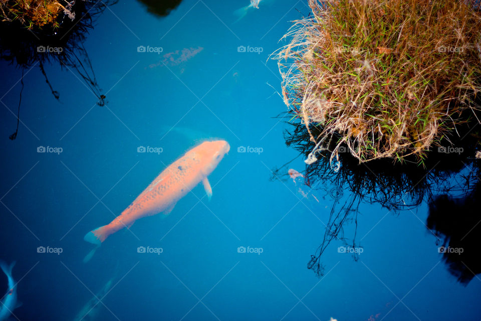 Koi. Koi in pond.