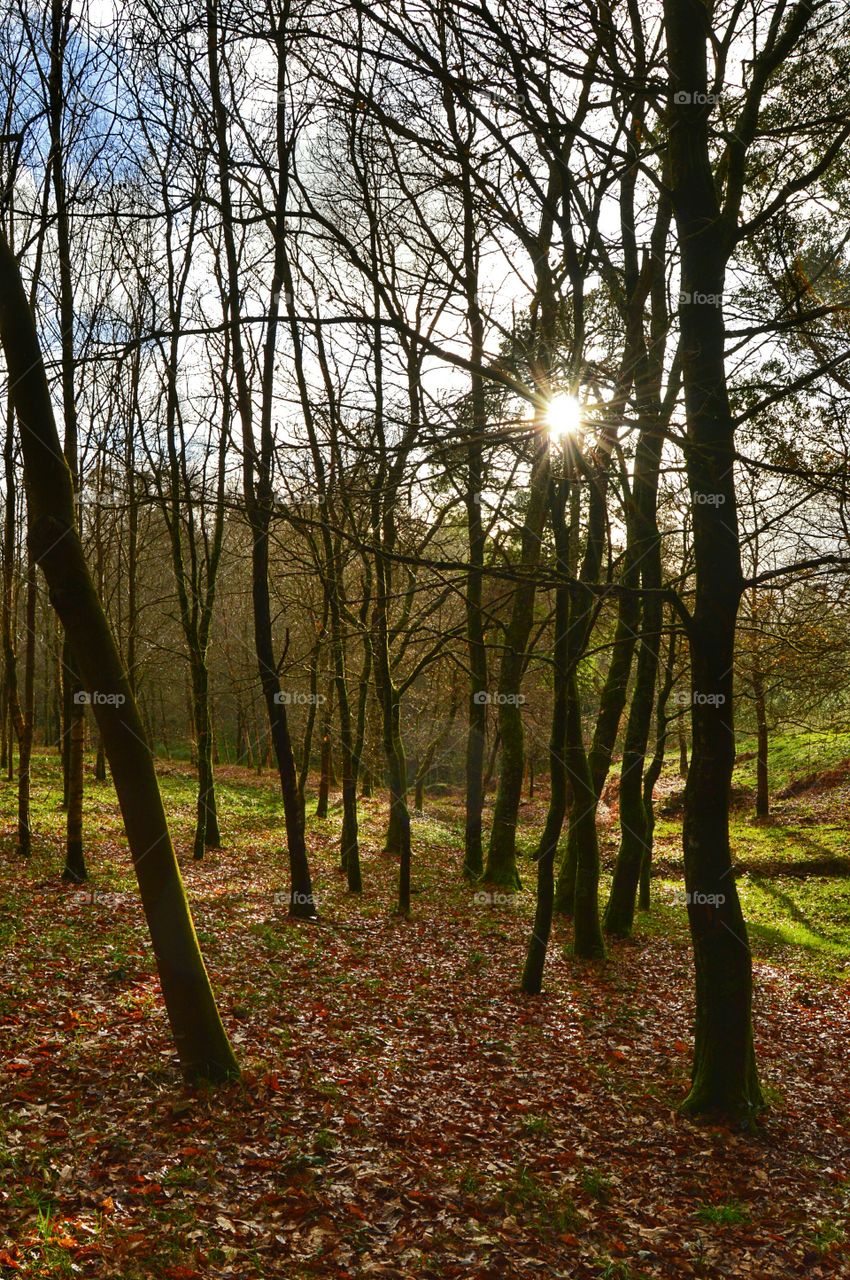 Sunset in the forest. Forest, Mount Pedroso, Santiago de Compostela