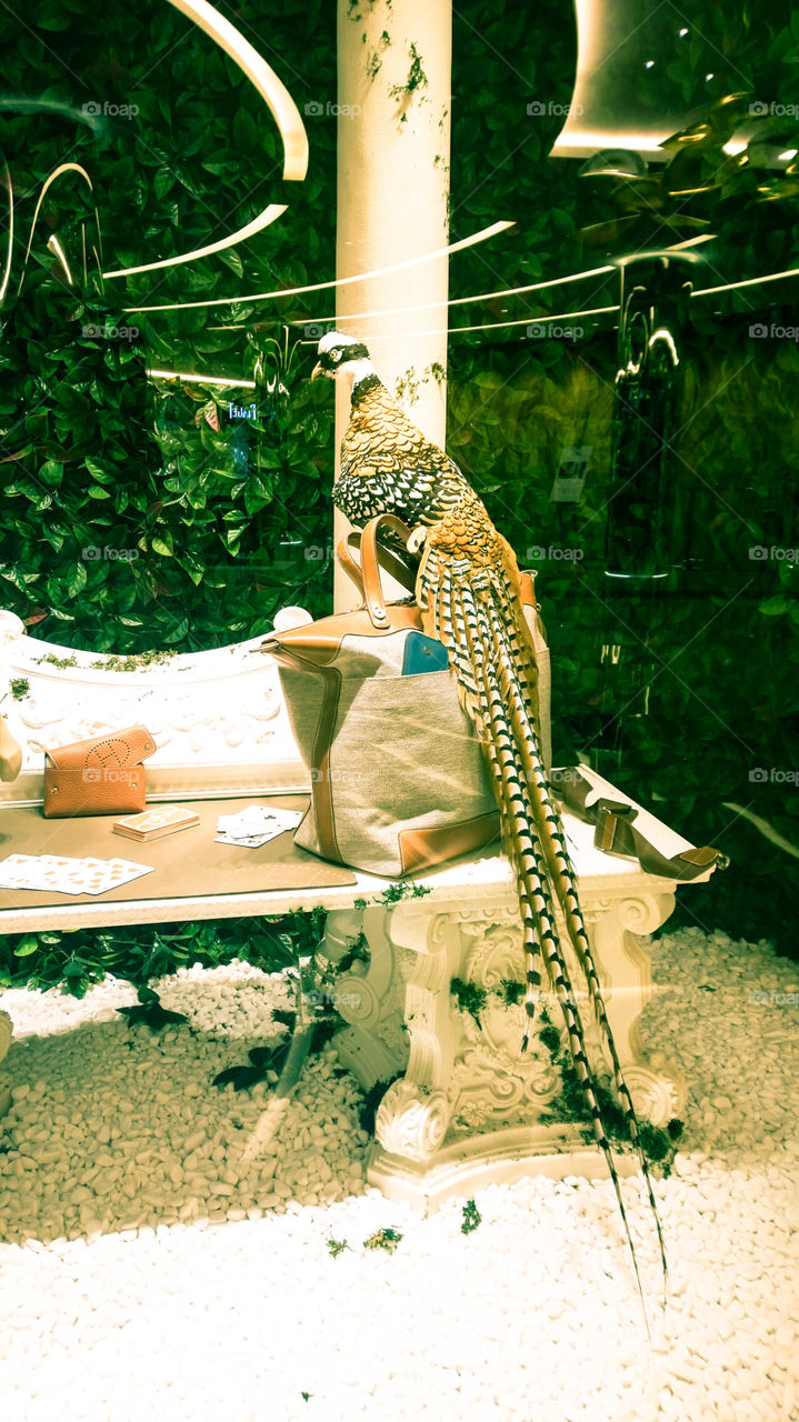 Bird and Bag. Even this lovely bird wants to own a bag.