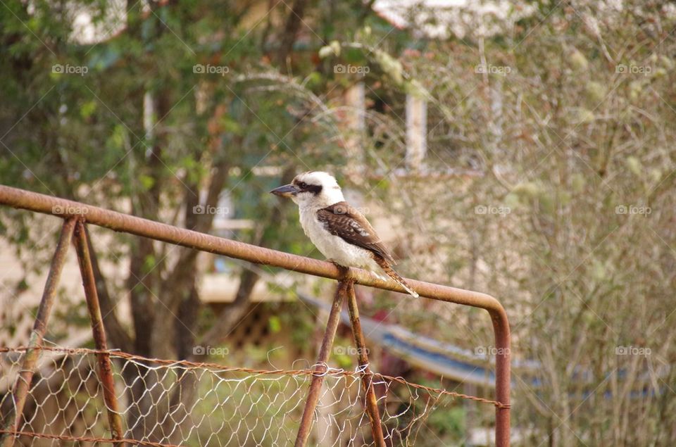 Kookaburra on the gate. 