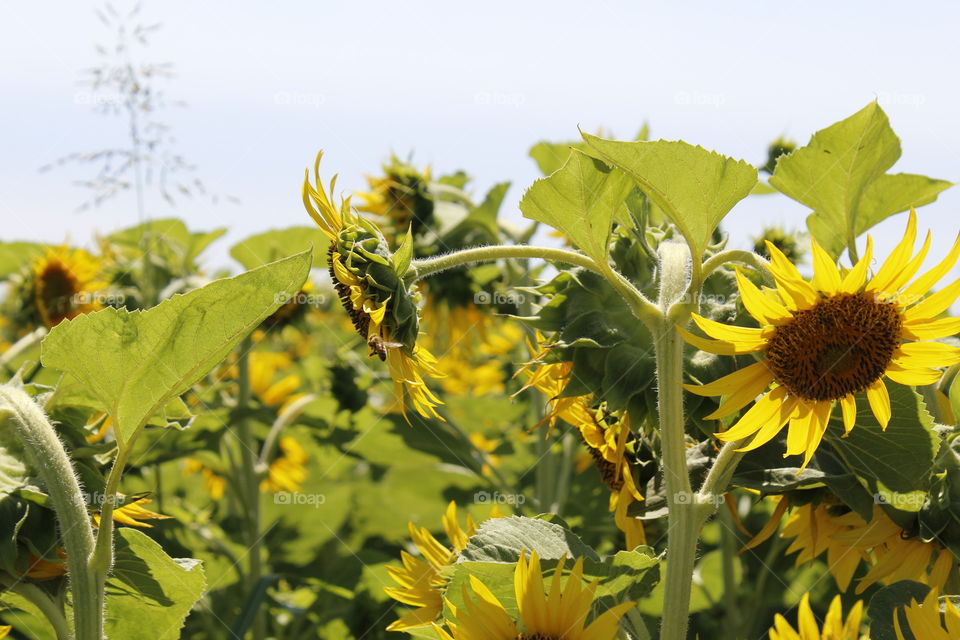 sunflower field