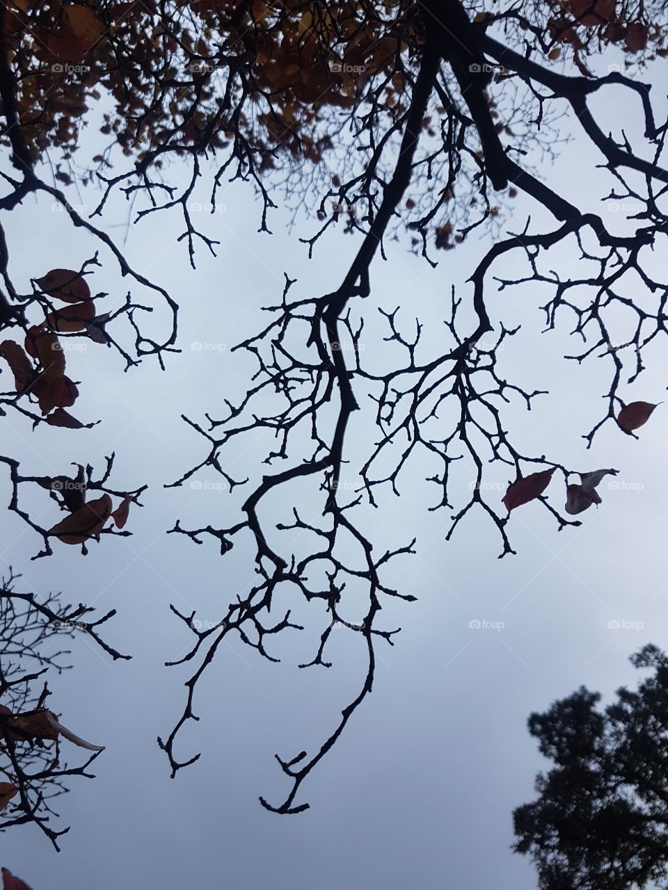 theory of fractals with tree branches without leaves in winter