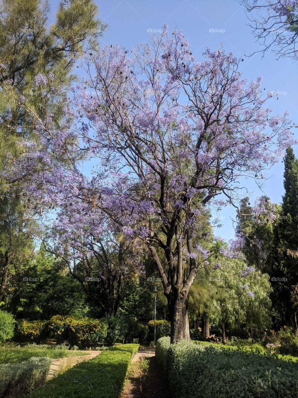 Beautiful Tree with Purple Flowers in a Garden - Jardin Jnan Sbil in Fez (Fes), Morocco