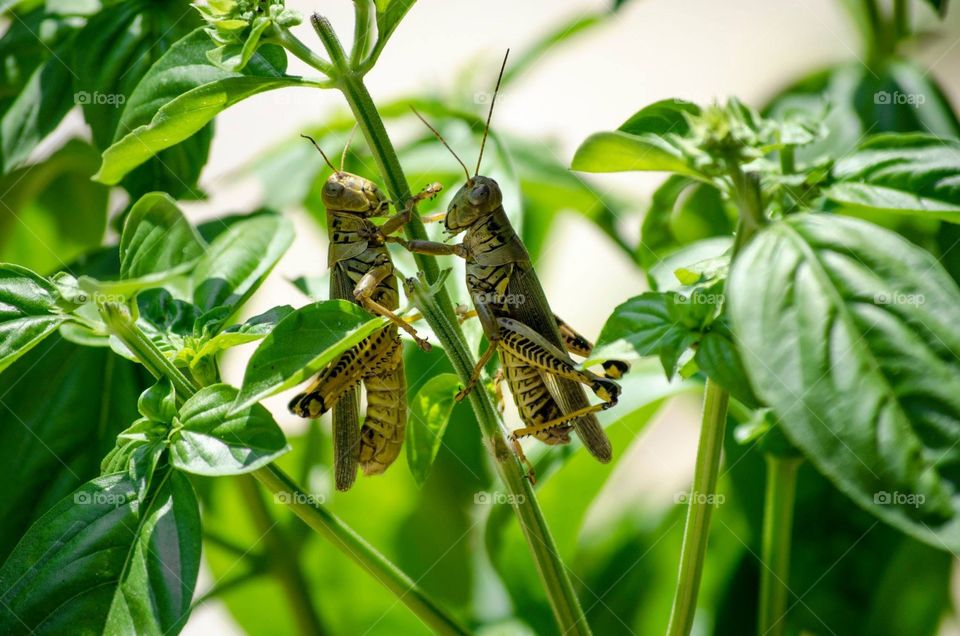 Grasshoppers on plant