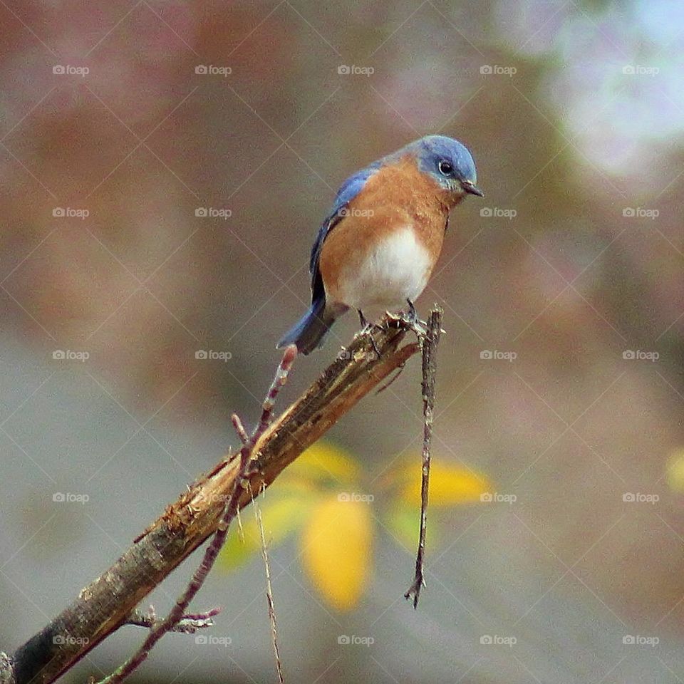 Georgia Blue Bird. Saw a flock of bluebirds at Tugaloo State Park, Georgia. Fall 2014