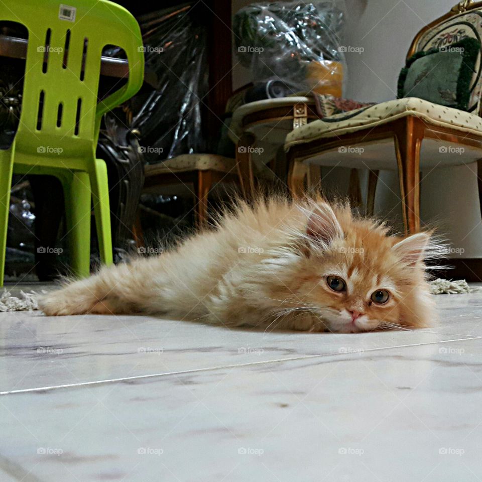 Relaxing Kitten Cat. Persian cat relaxing on a cool floor thinking about future plans 😊