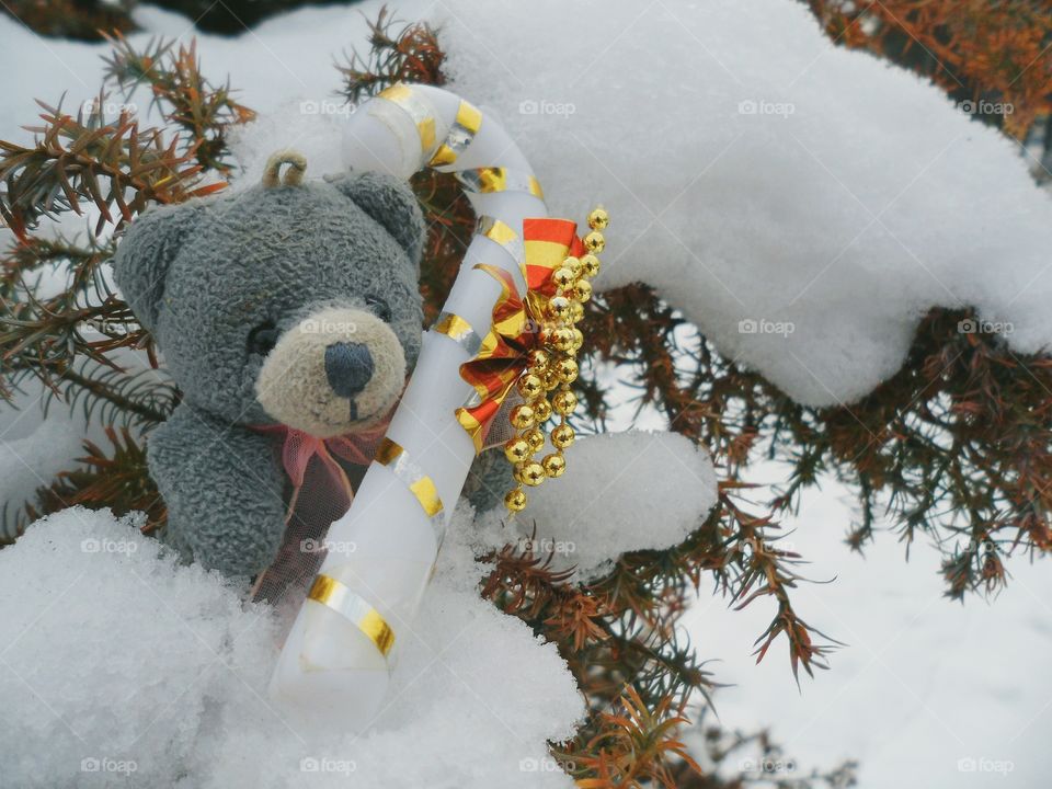 Bear in snow