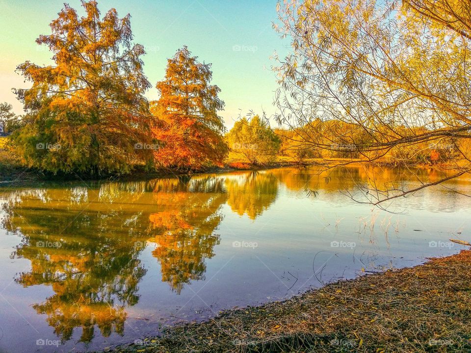 Beautiful Orange & Yellow Fall leaves on Cypress & Willow Trees on a Pond in the Countryside