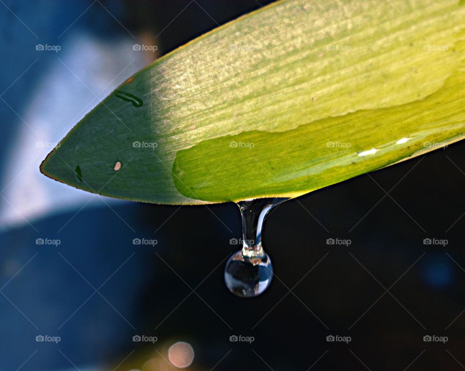 Lluvia otoñal