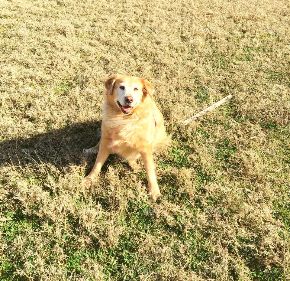 Happy puppy