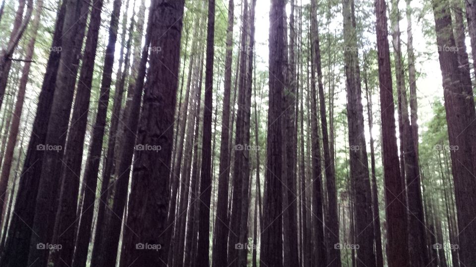 Redwoods Tree walk