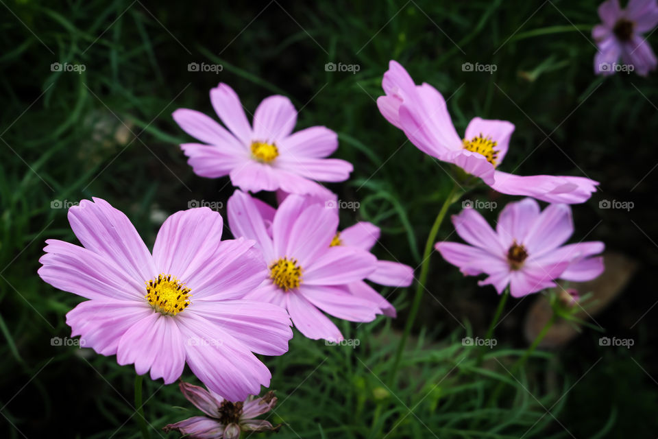 flower Mexican Aster, Cosmos, Cosmea