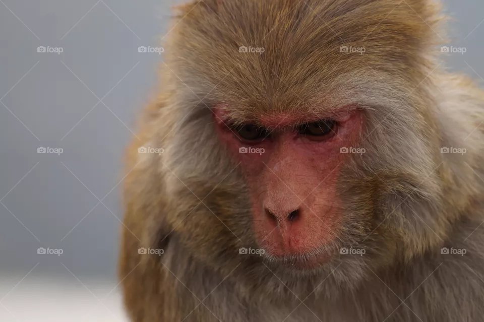Monkey