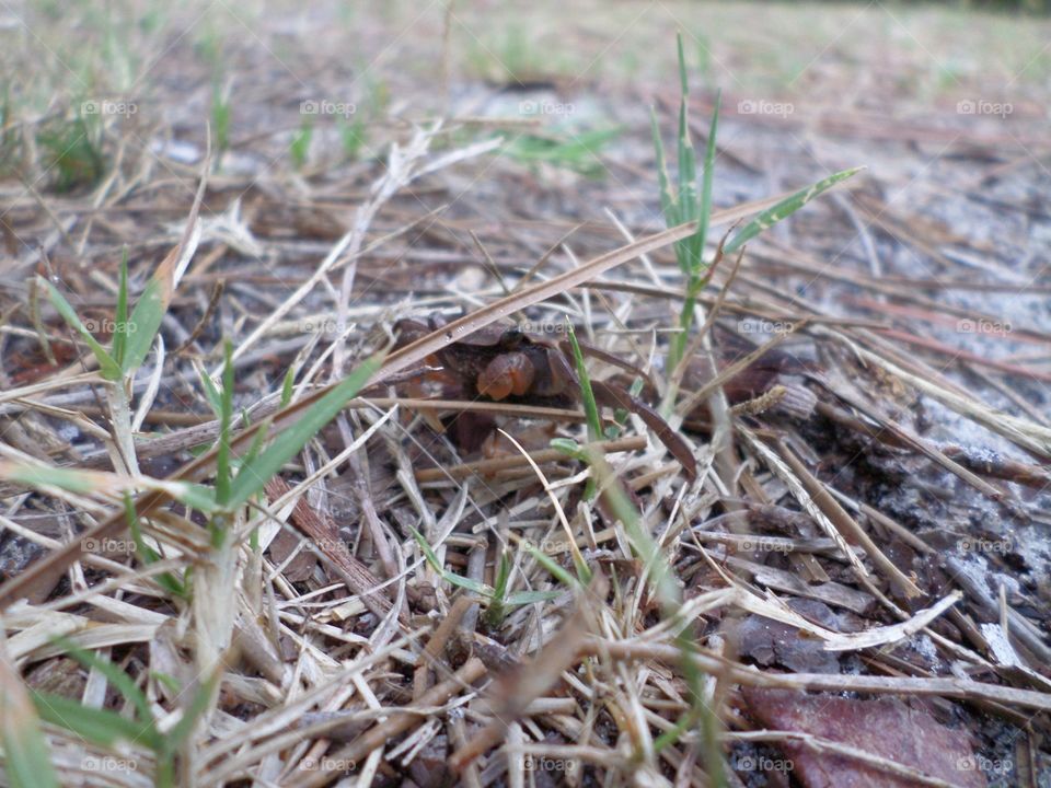 crab. I think he was lost he was quite a way away from the water