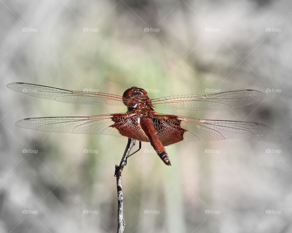 Red saddlebags dragonfly wings spread