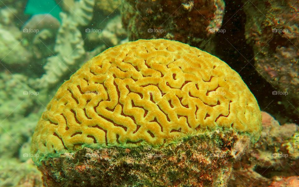Coral in the reef 
