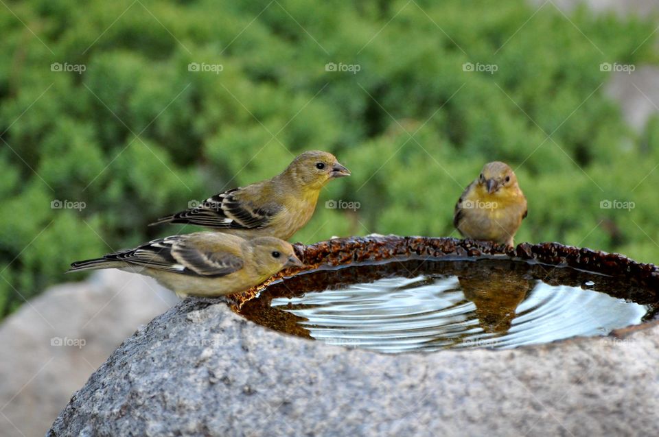 3 sparrows