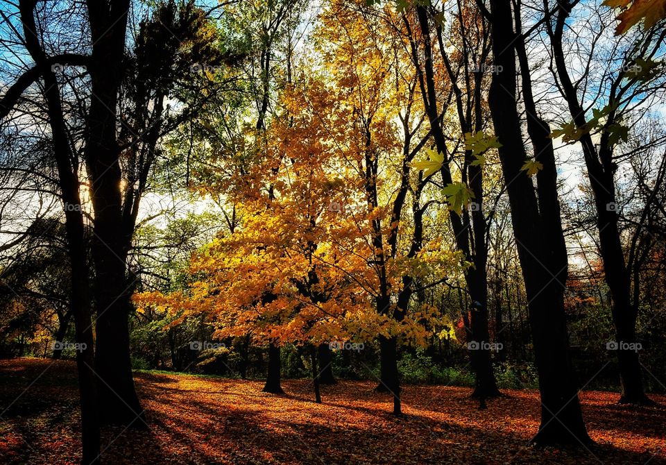 Fall Boucherville Québec 