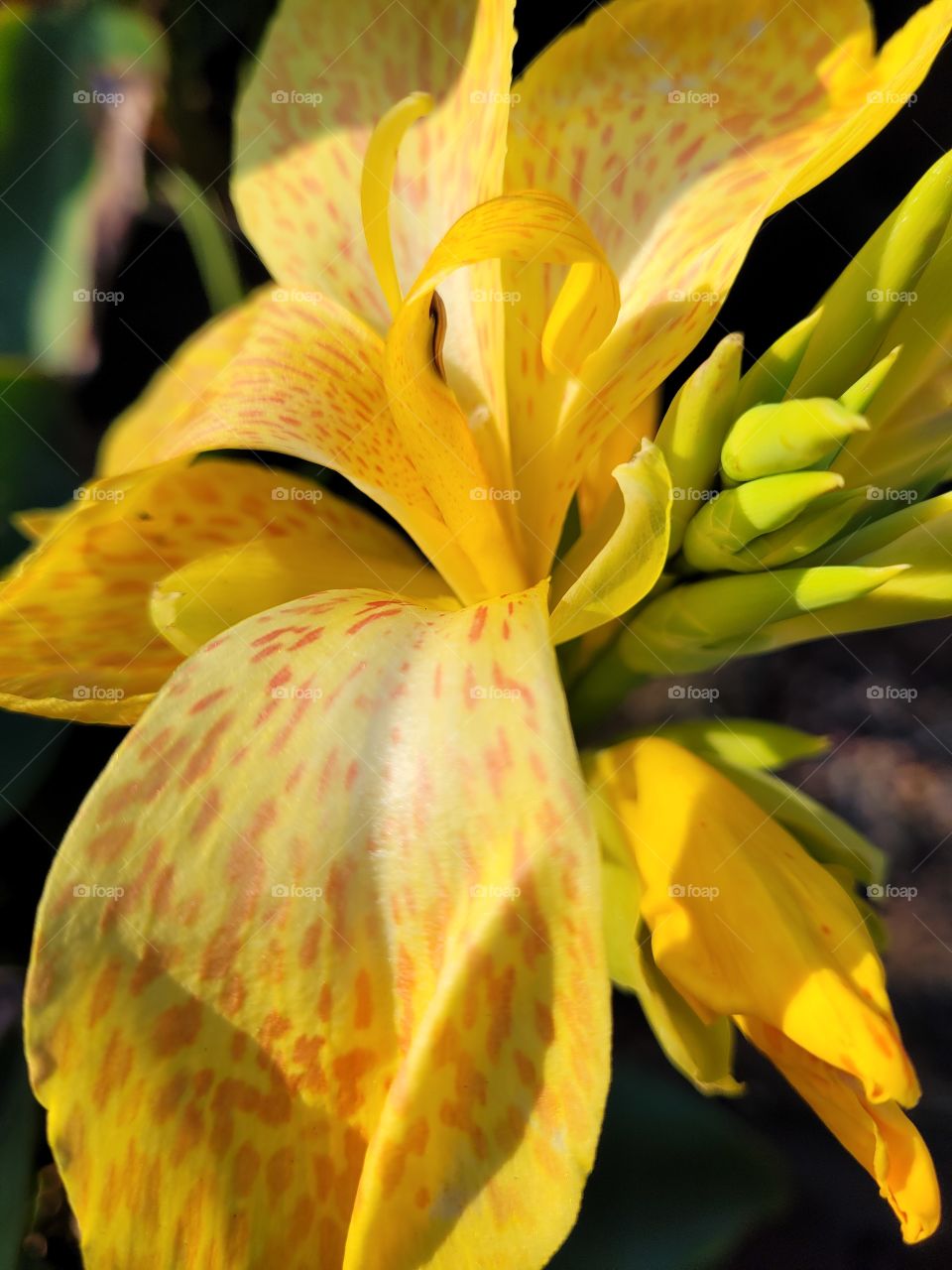 happy and bright yellow cana lily flower blossom with orange dots on petals, with green leaves, tropical plant with sunshine in summer