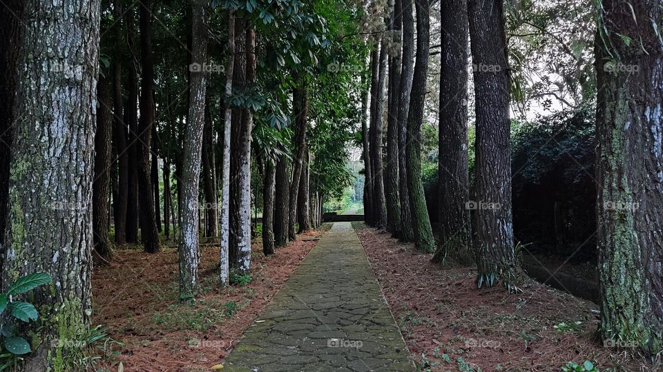 Pine forest in Salatiga Central of Java