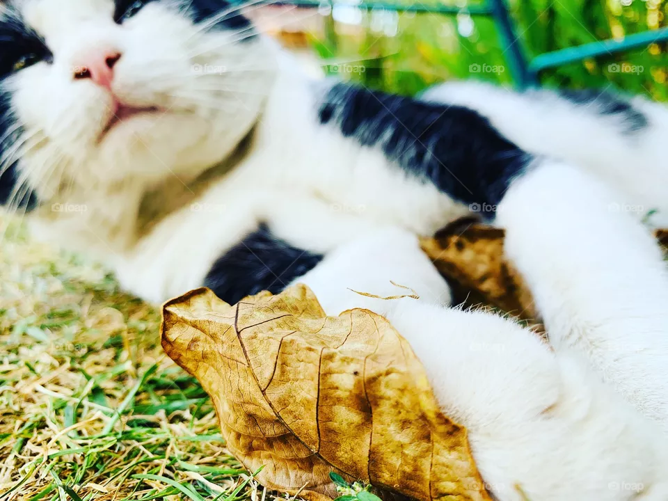 Hey there kitty cat
