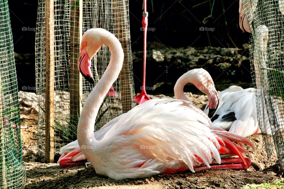 Lazy Flamingo